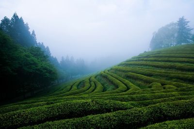 Scenic view of agricultural field