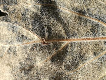 Close-up of water drops on ground