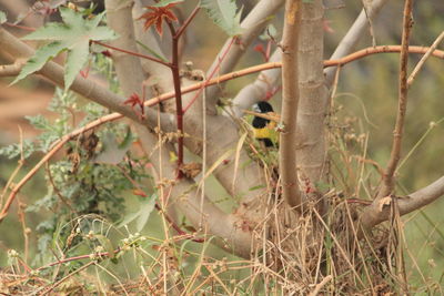 Bird on branch of tree