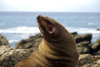 Close-up of animal on rock at beach against sky