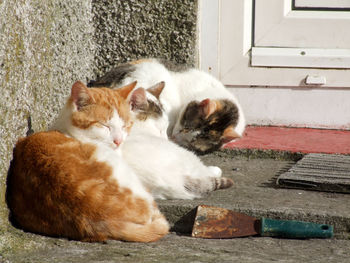 Three cats sleeping outside