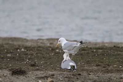 Seagulls together 