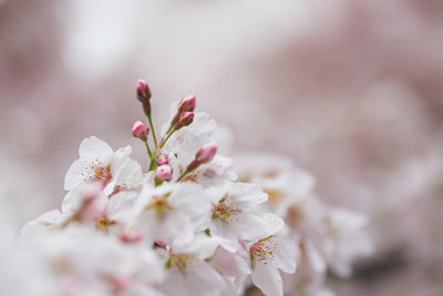 Close-up of pink cherry blossoms