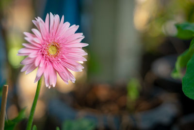 Close-up of pink flower