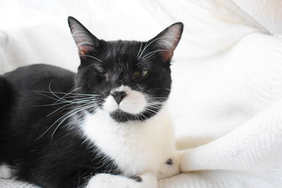 Close-up portrait of a cat