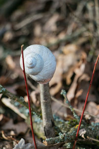 Close-up of snail on mushroom