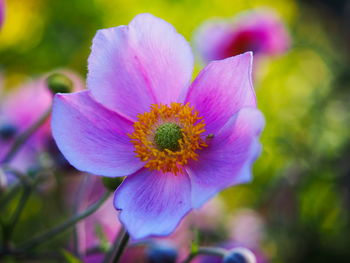 Close-up of flower blooming outdoors