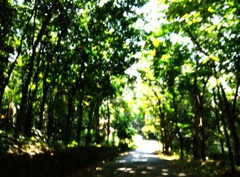 Footpath in forest