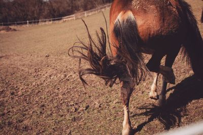 Rear view of horse on field during sunny day