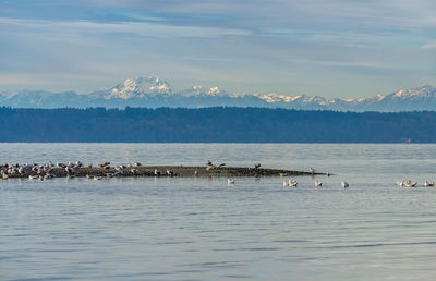 Birds on a sand bar in front of the olympic mountains.