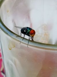 Close-up of housefly