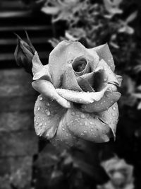 Close-up of water drops on rose flower