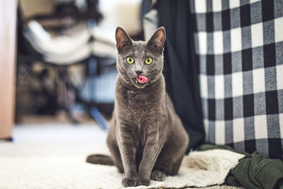 Gray cat licking lips