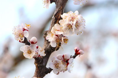 Close-up of cherry blossoms in spring