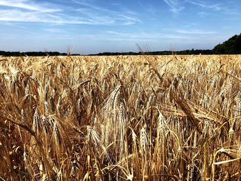 Scenic view of wheat field against sky