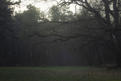 View of bare trees in foggy weather