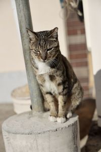 Close-up of cat sitting at home