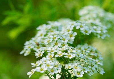 Close-up of white flowering plant