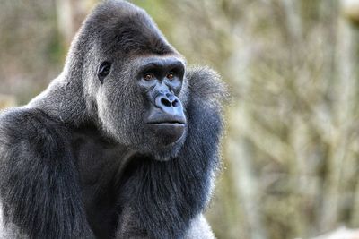 Gorilla portrait