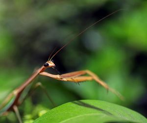 Close-up of insect on leaf