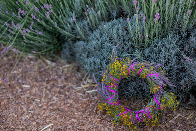 High angle view of purple flowering plants