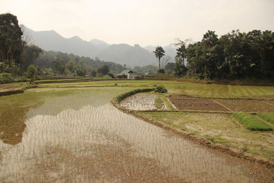 Scenic view of agricultural field against sky