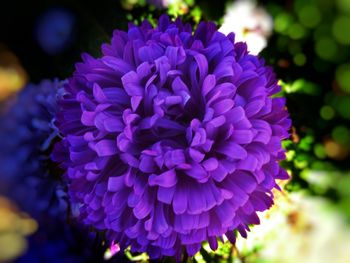 Close-up of purple flowers