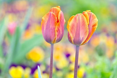 Close-up of crocus blooming outdoors