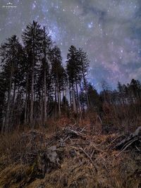 Trees in forest against sky at night