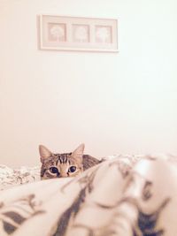 Portrait of cat resting on bed