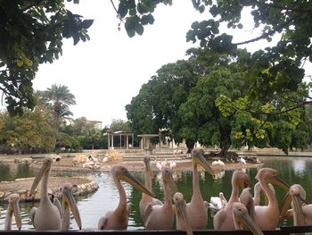 Swan swimming in lake against trees