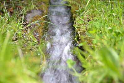 Close-up of water in grass