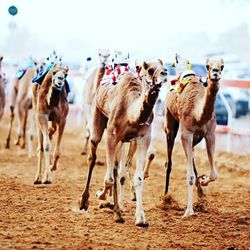 Horses running on ground