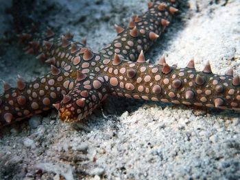 Egyptian sea star 