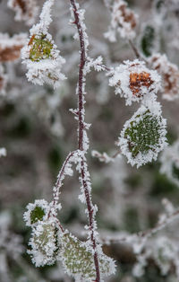 Close-up of frozen plant