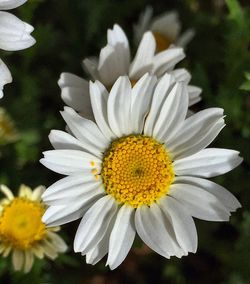 Close-up of daisy flowers