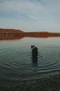 Scenic view of lake against sky with a dog