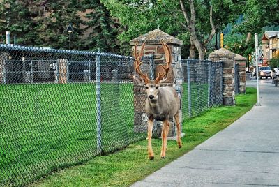 Horse standing on fence