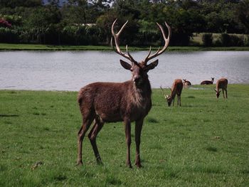 Deer standing on field by lake