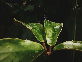 Close-up of wet plant