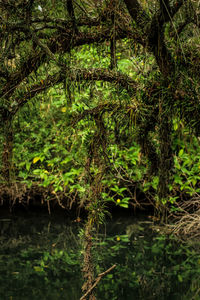 Scenic view of lake in forest