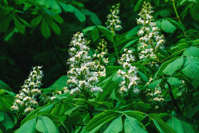 Horse chestnut tree blooming - aesculus hippocastanum blossom in summer