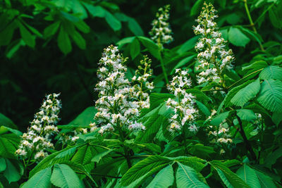 Close-up of flowering plant