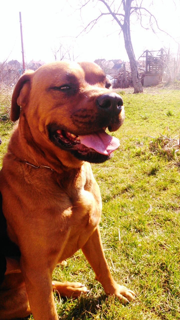 domestic animals, animal themes, pets, dog, one animal, mammal, brown, pet collar, sunlight, close-up, grass, sticking out tongue, animal head, tree, looking away, outdoors, field, day, no people, portrait