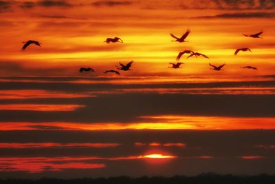 Low angle view of silhouette birds flying against orange sky