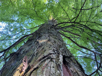 Low angle view of tree in forest