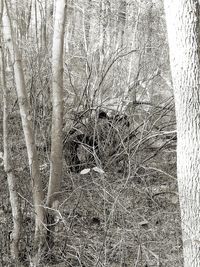 Bare trees in forest