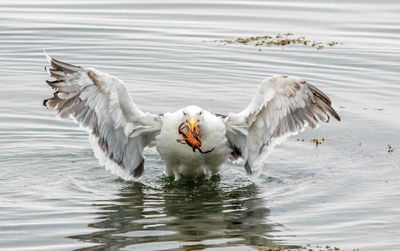 Birds flying over lake