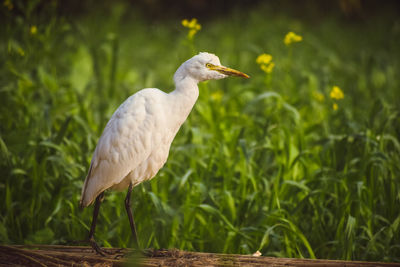 Bird perching on a land