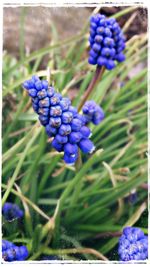 Close-up of blue flowers